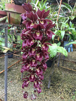 Carica l'immagine nel visualizzatore Galleria, Clowesetum Mark Margolis