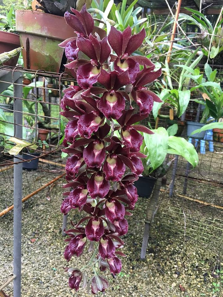 Clowesetum Mark Margolis