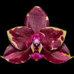 Carica l'immagine nel visualizzatore Galleria, Phalaenopsis Yaphon Black Rose