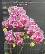 Carica l'immagine nel visualizzatore Galleria, Phalaenopsis OX Madonna (Peloric)