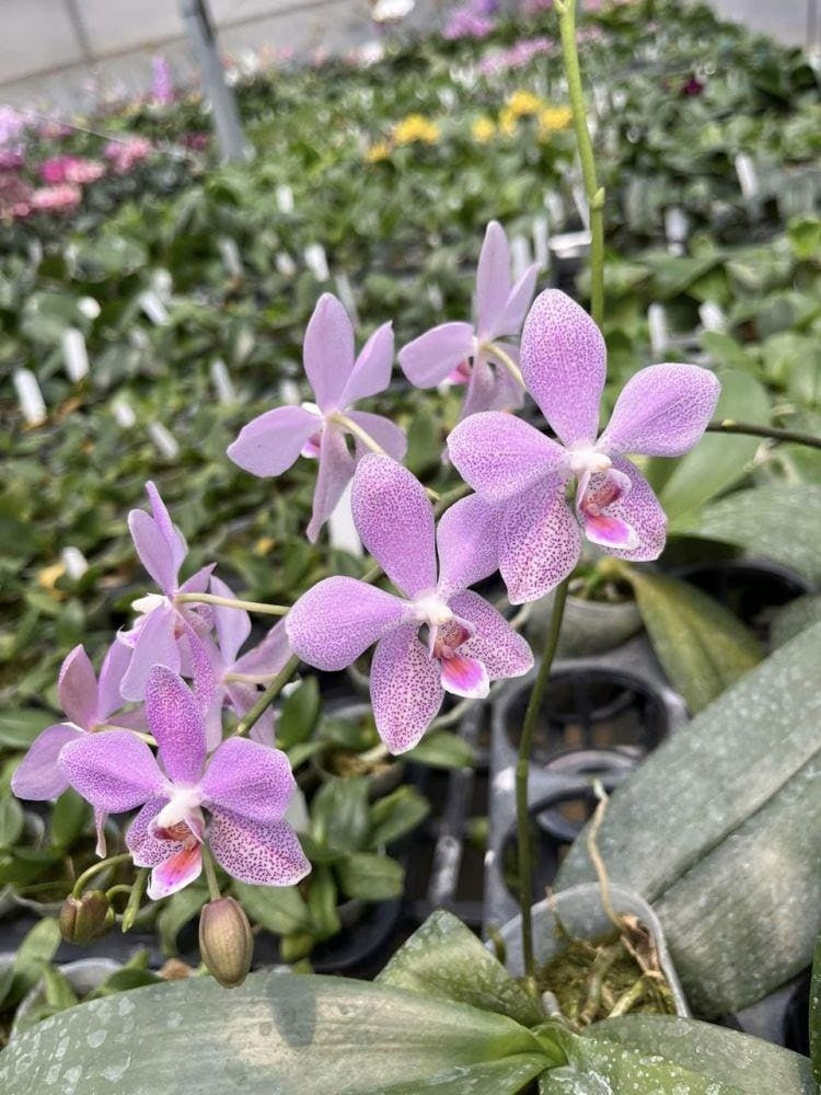 Phalaenopsis Schillgig (gigantea X schilleriana)
