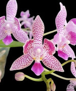 Carica l'immagine nel visualizzatore Galleria, Phalaenopsis Nancy Bechtol 'La Piazza'