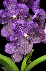 Load image into Gallery viewer, Vanda MV Tannins
