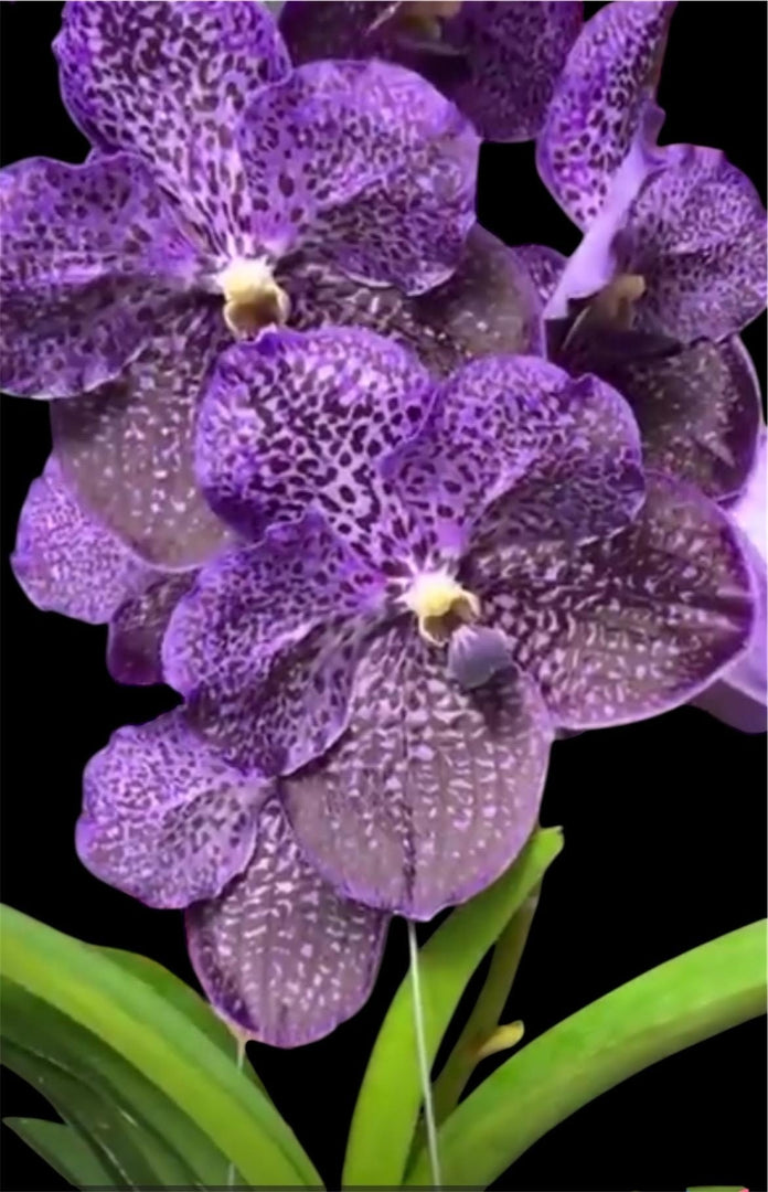 Vanda MV Tannins