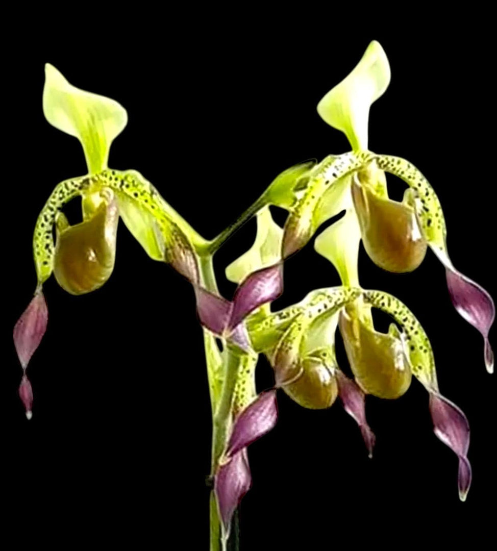 Paphiopedilum Quintal Wonder (Paph. dianthum x Paph. haynaldianum)