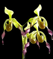 Paphiopedilum Quintal Wonder (Paph. dianthum x Paph. haynaldianum)