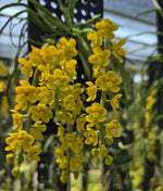 Load image into Gallery viewer, Chiloschista parishii 'Nakornpanom' syn. nakornpanomensis