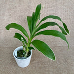Load image into Gallery viewer, Catasetum pileatum var. alba (Variegated)