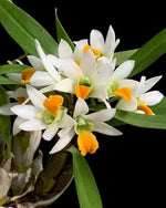 Load image into Gallery viewer, Dendrobium scabrilingue
