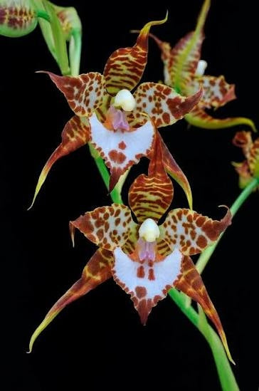 Rhynchostele cordata (syn. Lemboglossum cordatum)
