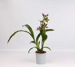 Carica l&#39;immagine nel visualizzatore Galleria, Zygopetalum Jumpin Jack &#39;Kalapana&#39;
