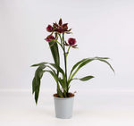 Carica l&#39;immagine nel visualizzatore Galleria, Zygopetalum Louisendorf &#39;Rhein Moonlight&#39;
