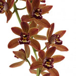 Carica l'immagine nel visualizzatore Galleria, Cymbidium Indian Summer