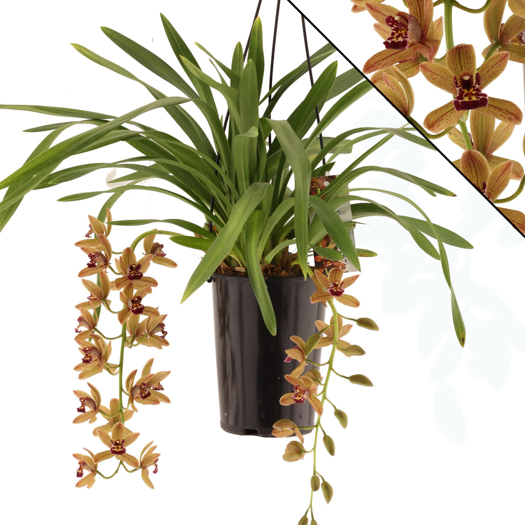 Cymbidium Indian Summer