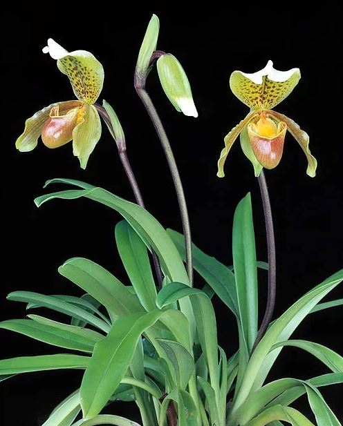 Paphiopedilum insigne