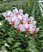 Load image into Gallery viewer, Phalaenopsis intermedia 'Orange'