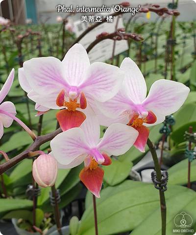 Phalaenopsis intermedia 'Orange'