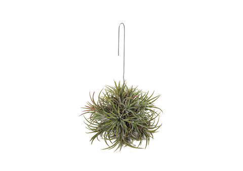 Tillandsia Ionantha Large