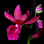 Carica l'immagine nel visualizzatore Galleria, Phaiocalanthe Kryptonite (Calanthe Rozel x P. tankervilleae)