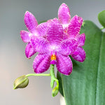 Carica l'immagine nel visualizzatore Galleria, Phalaenopsis Mok Choi Yew (gigantea x violacea)