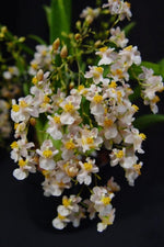 Carica l'immagine nel visualizzatore Galleria, Oncidium Twinkle piante grandi