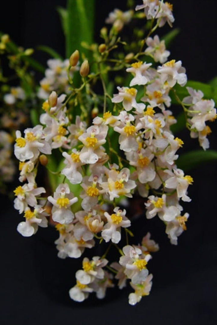 Oncidium Twinkle piante grandi