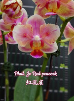 Carica l&#39;immagine nel visualizzatore Galleria, Phalaenopsis Jc Red Peacock (peloric - 3 lips)
