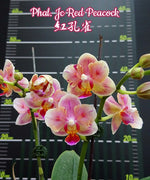 Carica l&#39;immagine nel visualizzatore Galleria, Phalaenopsis Jc Red Peacock (peloric - 3 lips)
