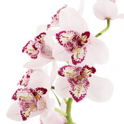 Cymbidium Survaley 