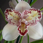 Carica l'immagine nel visualizzatore Galleria, Cymbidium Survaley "The Joker"
