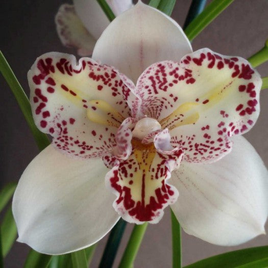 Cymbidium Survaley "The Joker"