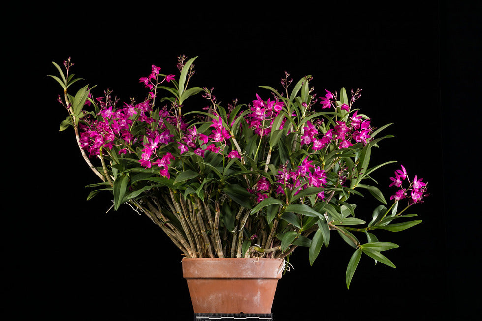 Dendrobium Jonathan's Glory 'Dark Joy' HCC/AOC (D. Colonial Surprise x Kingrose)