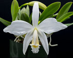 Carica l'immagine nel visualizzatore Galleria, Laelia jongheana f. alba