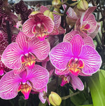 Carica l'immagine nel visualizzatore Galleria, OFFERTA PHALAENOPSIS ALTE