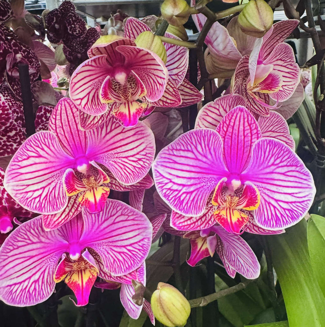 OFFERTA PHALAENOPSIS ALTE