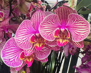 Phalaenopsis Jupiter