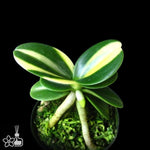 Carica l'immagine nel visualizzatore Galleria, Sedirea Japonica Minmaru Shima