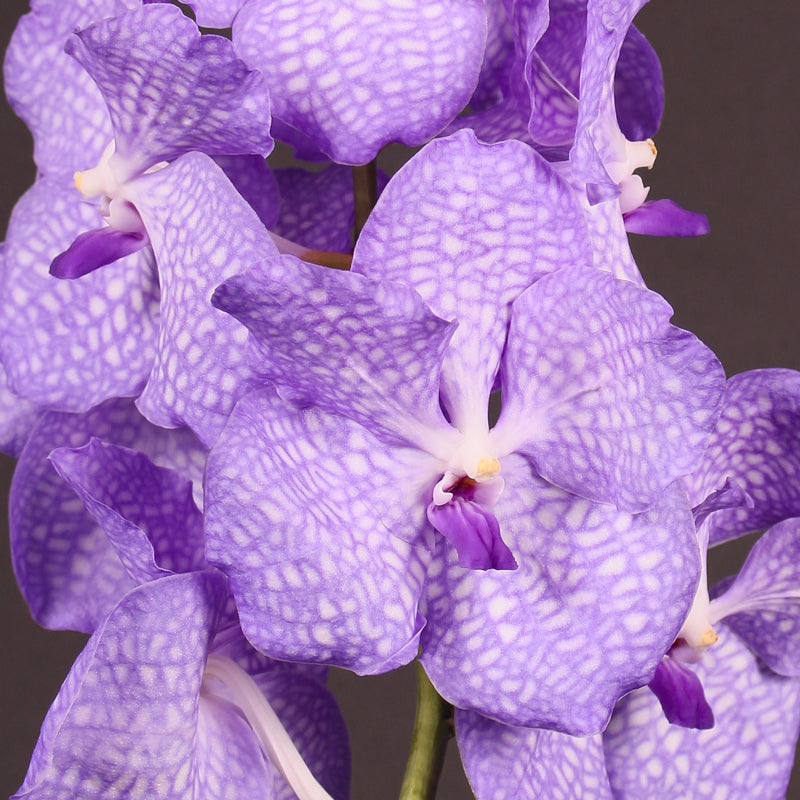 Vanda Kanchana Angelite