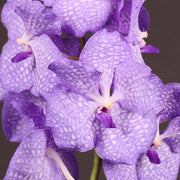 Vanda Kanchana Angelite