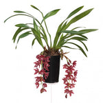 Carica l'immagine nel visualizzatore Galleria, Cymbidium Cascade 'Karina'