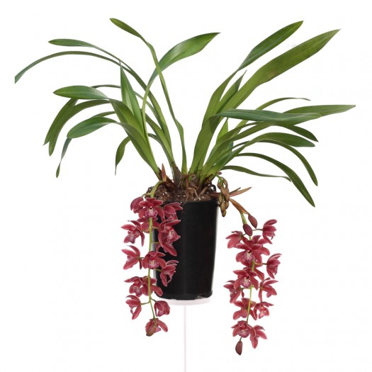 Cymbidium Cascade 'Karina'