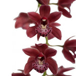 Carica l'immagine nel visualizzatore Galleria, Cymbidium Cascade 'Karina'