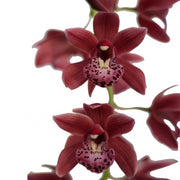 Cymbidium Cascade 'Karina'