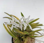 Carica l'immagine nel visualizzatore Galleria, Neofinetia falcata 'Kinboshi' 金星