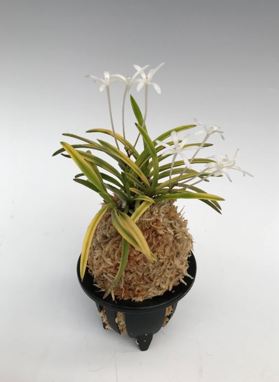 Neofinetia falcata 'Kinboshi' 金星