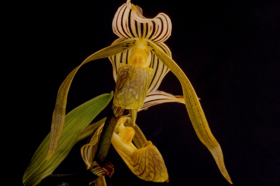 Paphiopedilum gigantifolium x soi