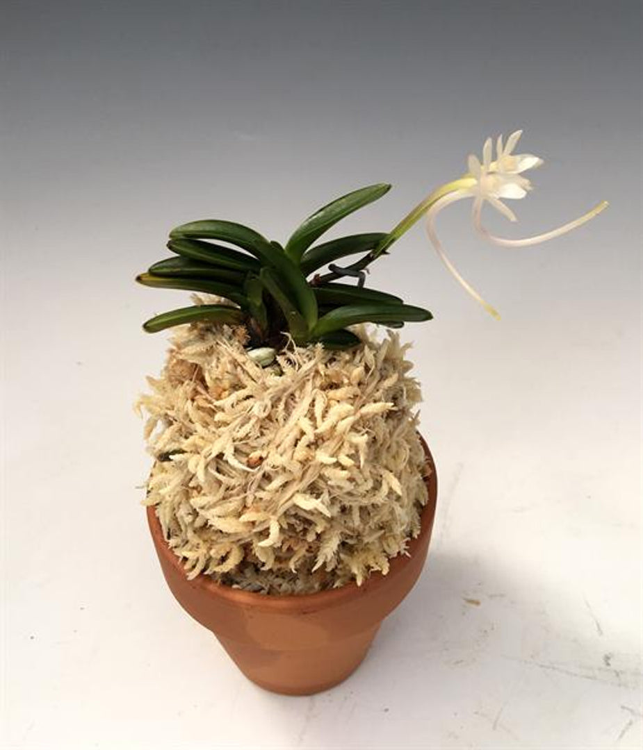 Neofinetia falcata 'Kuroshinju' 흑진주 黒真珠