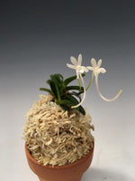 Load image into Gallery viewer, Neofinetia falcata 'Kuroshinju' 흑진주 黒真珠