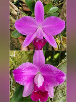 Carica l'immagine nel visualizzatore Galleria, Laelia pumila tipo 'petaluda' x escura flamea 'Alice' - Brazil Import