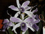 Carica l'immagine nel visualizzatore Galleria, Cattleya (syn. Laelia) purpurata var. werkhauseri striata - Brazil Import